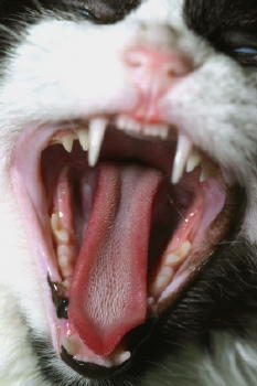 Cat Tongue Papillae